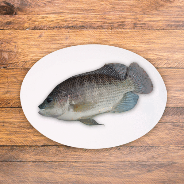 Tilapia